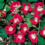 Split Personality Morning Glory Seeds 1