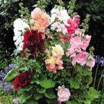 Spring Celebrities Hollyhock Mix Seeds 1