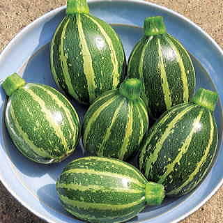 Squash Poquito Hybrid