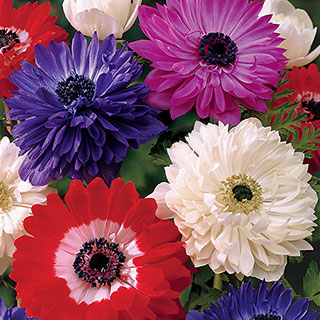 St. Brigid Double Mix Windflower - Pack of 10