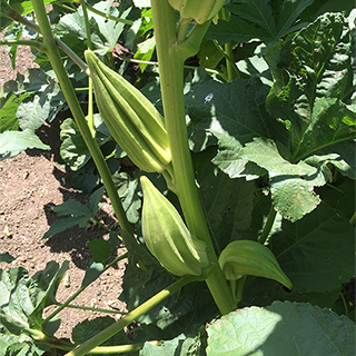 Star of David Okra Seeds