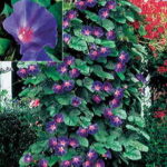 Star of Yelta Morning Glory Flower Seeds 1