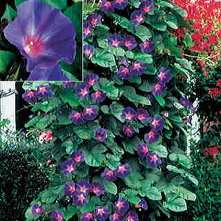 Star of Yelta Morning Glory Flower Seeds