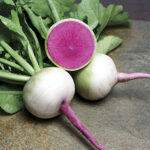 Starburst Hybrid Radish Seeds 1