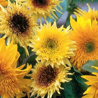 Starburst Mix Hybrid Sunflower Seeds