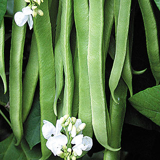 Stardust Bean Seeds