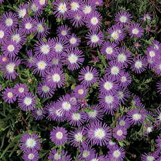 Stardust Iceplant Seeds