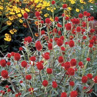 Strawberry Fields Gomphrena Seeds