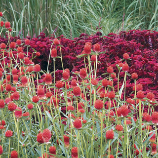 Strawberry Fields Gomphrena Seeds