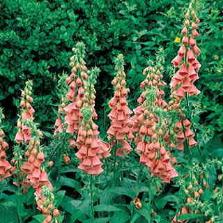 Strawberry Foxglove Seeds