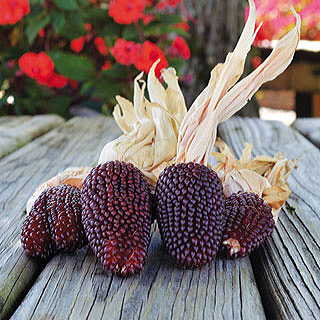 Strawberry Popcorn Corn Seeds