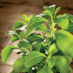 Sugarleaf Stevia Seeds 1