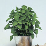 Sugarleaf Stevia Seeds 1