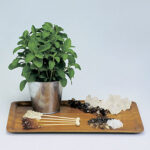 Sugarleaf Stevia Seeds 1