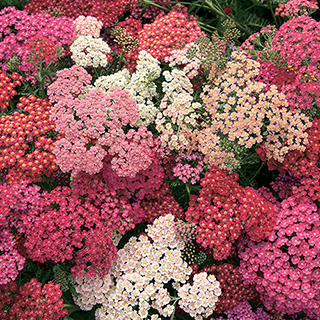 Summer Berries Yarrow Seeds