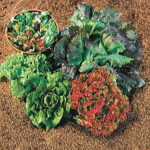 Summer Glory Blend Lettuce Seeds 1