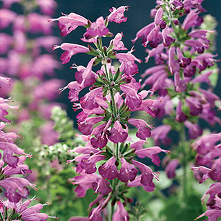 Summer Jewel Lavender Salvia Seeds