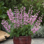 Summer Jewel Lavender Salvia Seeds 1