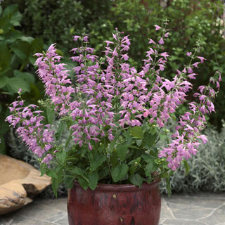 Summer Jewel Lavender Salvia Seeds