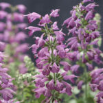 Summer Jewel Lavender Salvia Seeds 1