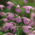 Summer Jewel Lavender Salvia Seeds 1