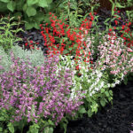 Summer Jewel Mix Salvia Seeds 1