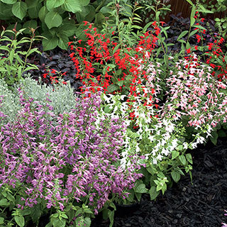 Summer Jewel Mix Salvia Seeds