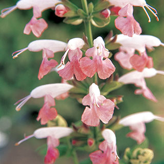 Summer Jewel Pink Salvia Seeds