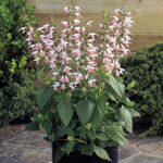 Summer Jewel Pink Salvia Seeds 1