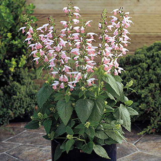 Summer Jewel Pink Salvia Seeds