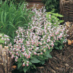 Summer Jewel Pink Salvia Seeds 1