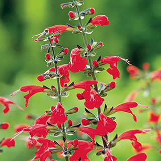 Summer Jewel Red Salvia Seeds