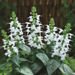 Summer Jewel White Salvia Seeds 1