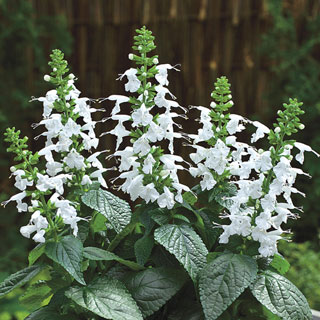 Summer Jewel White Salvia Seeds