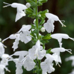 Summer Jewel White Salvia Seeds 1