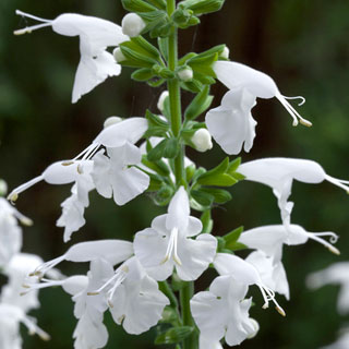 Summer Jewel White Salvia Seeds