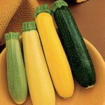 Summer Medley Hybrid Blend Squash Seeds 1