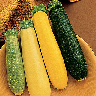 Summer Medley Hybrid Blend Squash Seeds