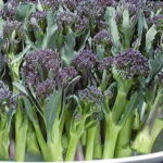 Summer Purple Hybrid Broccoli Seeds 1
