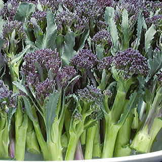 Summer Purple Hybrid Broccoli Seeds