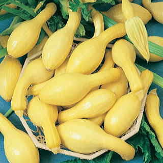 Summerpac Hybrid Squash Seeds