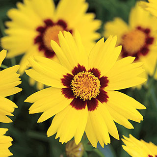 SunKiss Coreopsis Seeds