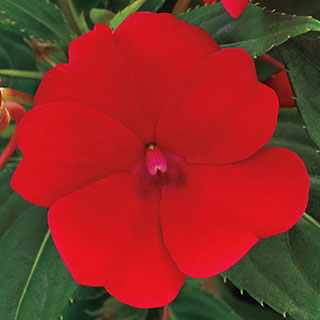 SunPatiens® Compact Red (Pack of 3) 1