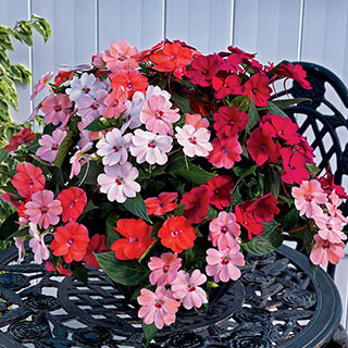 SunPatiens® Kissing Cousins Combination (pack of 3)