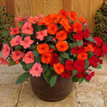 SunPatiens® Summer Salsa Combination (pack of 3) 1