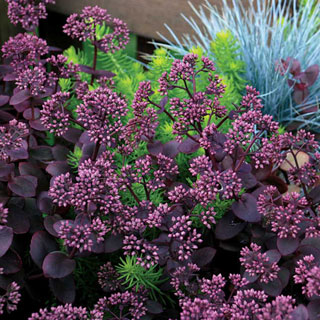 SunSparkler™ Cherry Tart Stonecrop