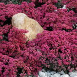 SunSparkler® Dazzleberry Stonecrop 1