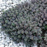 SunSparkler® Dazzleberry Stonecrop 1