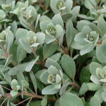 SunSparkler® Dazzleberry Stonecrop 1