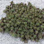 SunSparkler™ Lime Zinger Stonecrop 1